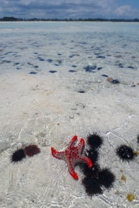 Beautiful sea-star surrounded by spiky sea urchins.