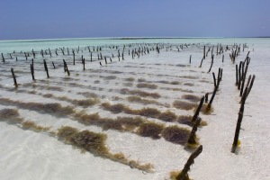 Sea-weed farms are everywhere in Paje.