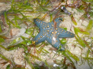 Seastars come in all kind of colours.