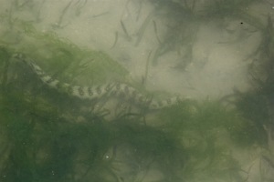 A black and white snake looking for food.