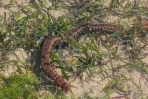 A half meter long plant-eating seaworm.