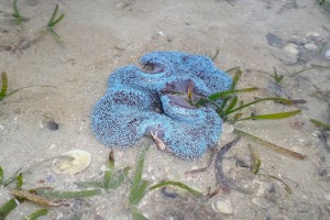 Its alive and moving. But we don´t know what this slimy blue animal is.