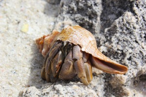 A crab to big to hide in his shellhouse.