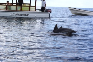 Playing in the quiet water of the indian ocean.