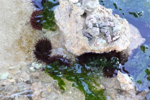 Sea-urchins. Don´t step on them. 