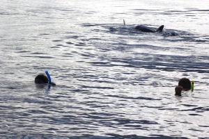 Three dolphins just in front of Jurgita (left) and Andreas.