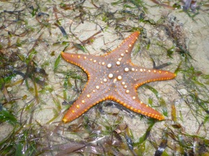 Beautiful orange seastar.