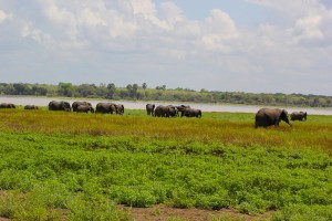 Group of elephants in a distance.
