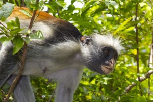 Zanzibar is the only place where the red colobus monkey live.