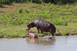 A hippo-family coming up from the river.