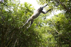 And they are jumping from tree to tree just over our heads.