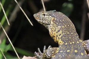 Large lizard showing of. They can be up to four meters long, according to experts.