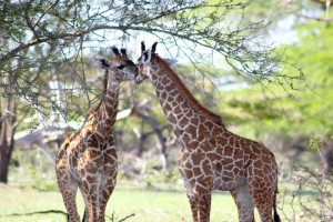 There where plenty of girafs.