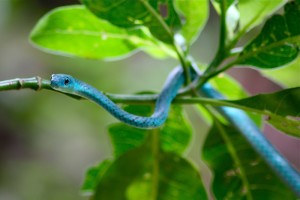 A blue snake that we never figured out what was. Any ideas?