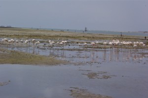A group of pelicans looking for food when the tide is low.