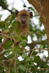 A baboon looking at us from a three.