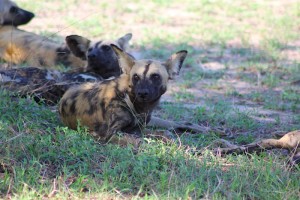 Not very common, but still there; the wild dogs.
