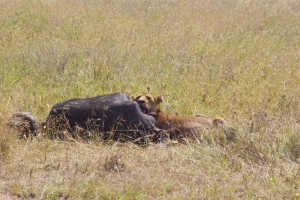 Lion having a dinner (buffalo) 