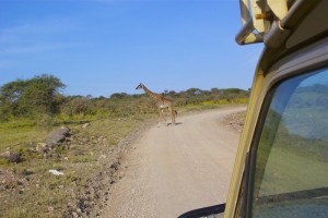Giraffe: Slow down: giraffes crossing 