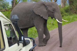 Elephant bigger than our Toyota Landcruiser crossing the road.