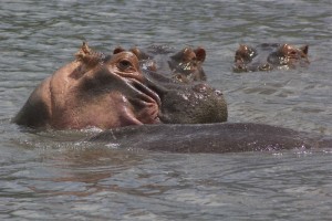 Hippos relaxing in the waters of the Ngorongoro crater.