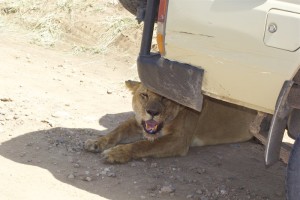 What do most of us like to do after a good meal? Rest. So do the lions (preferably in the shadow as it’s quite hot). And if the only shadow around is because of the cars – why not to lay down there?