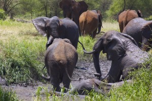 3)Elephants: It seems they love bathing! Not so sure if they get any cleaner after that but it’s really amazing to watch them!