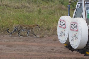 4)Leopard: she was just showing off! Going zig-zag between the cars from one side to another as if she couldn’t decide which way to go…