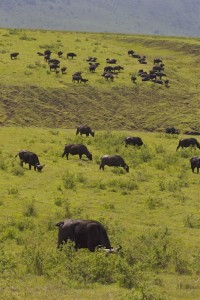 Buffalos: hundreds of them! 