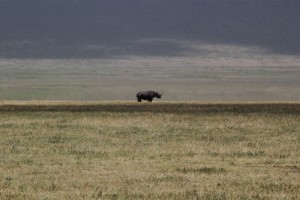 6)Rhinos: Far away, but close enough to see how they eat and move… There are around 23 of them in Ngorongoro crater, and we got to see three of them! 