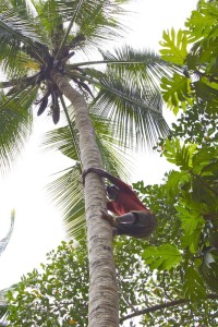 Climbing a tall palm with no security to get us a coconut.