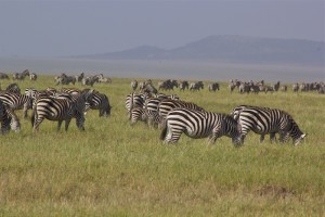 Zebras: classically black & white