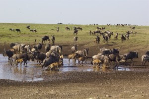 Wildebeests: Let’s go to find some water!