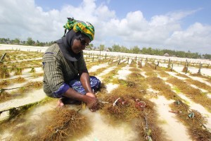 Picture for the Seaweed center; Women harvesting the seaweed at the beach of Paje.