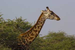 Close up of a giraff for a safari company in Moshi.