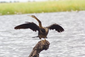 Drying his wings before take off.