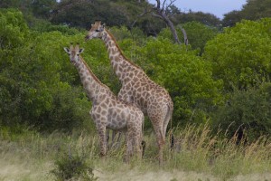 Large giraffs wandering around Chobe national park.