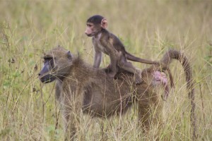 A baboon-baby feels safe on the back of the mother.