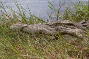 3,5 meter long croc luring in the bush.