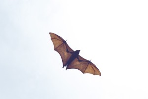 The wingspan of these bats can be up to 1,5 metre.